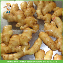 New Crop Chinese Fresh Ginger Size 200gm & up Packing 10kg Per Pack 10kg PVC Box